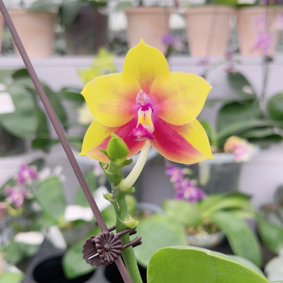 完全开放156jg2333绿鹰交贝