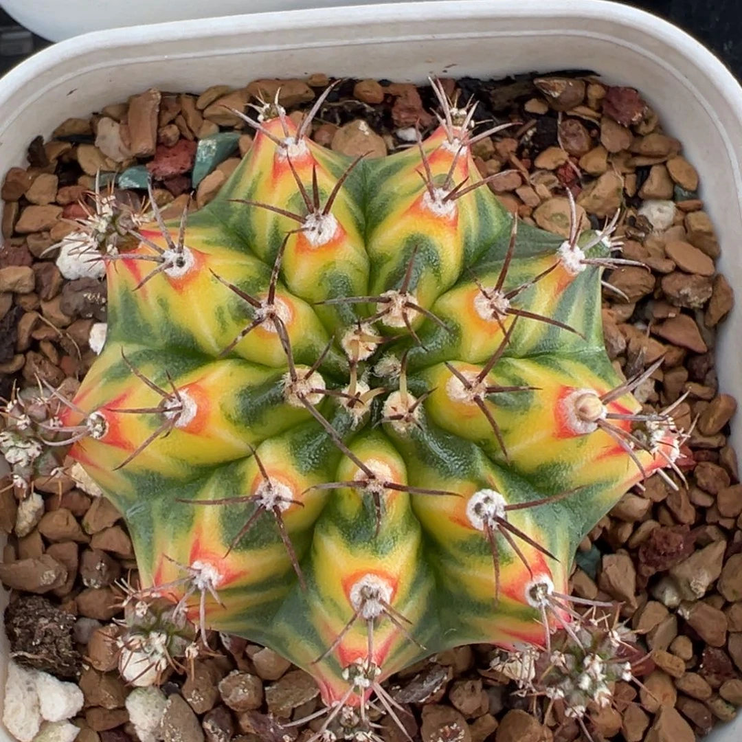 泰系侧芽母本一物一拍