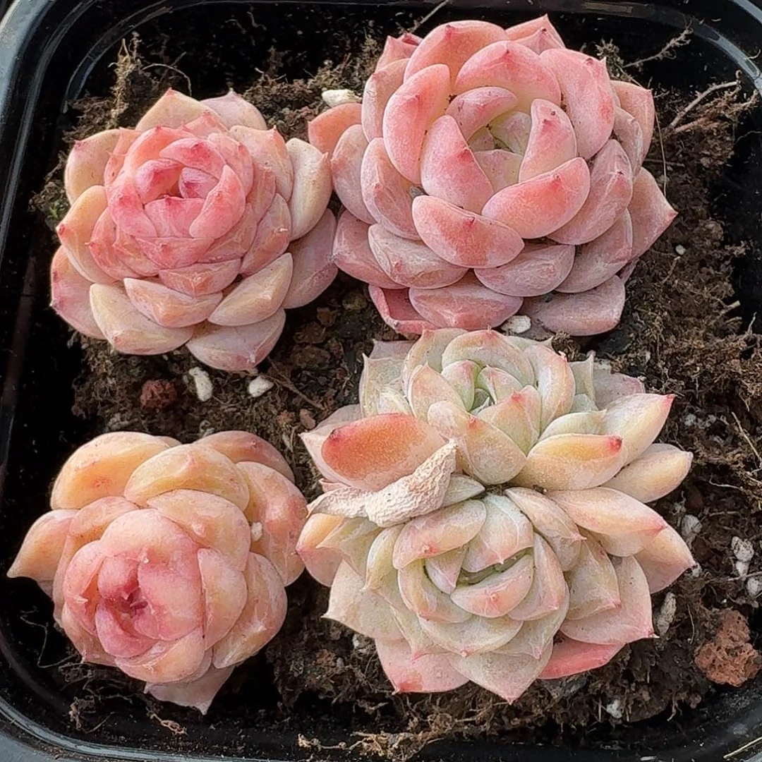 杂交新品珍妮多肉1305