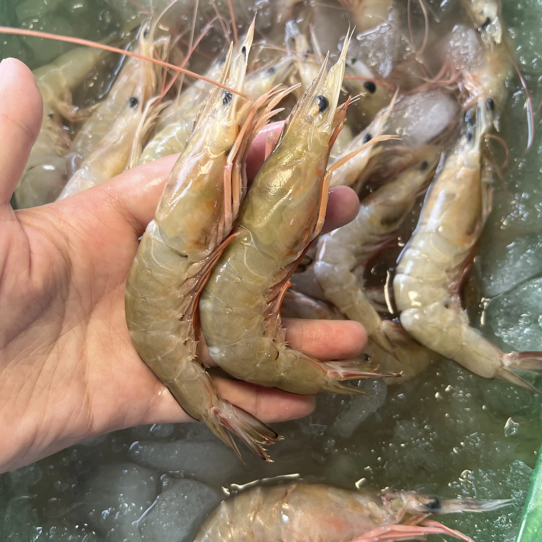 【精品冰卢虾】野生小船海捕 个别掉头/黑头属正常现象 介意勿拍