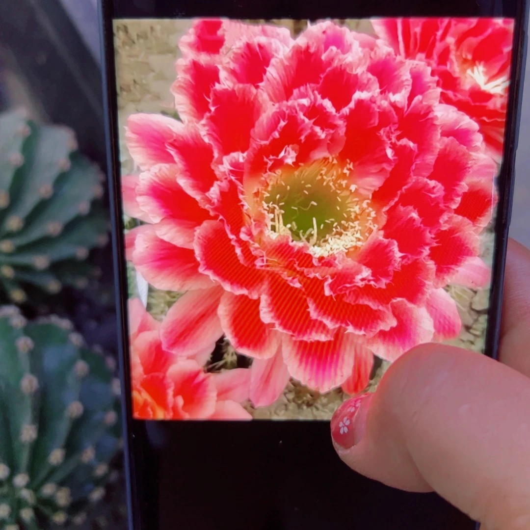 下30毛蒙娜丽莎歪无根侧芽5公分左右20包邮