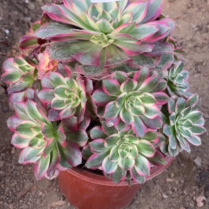 无花朵710云荷多肉植物