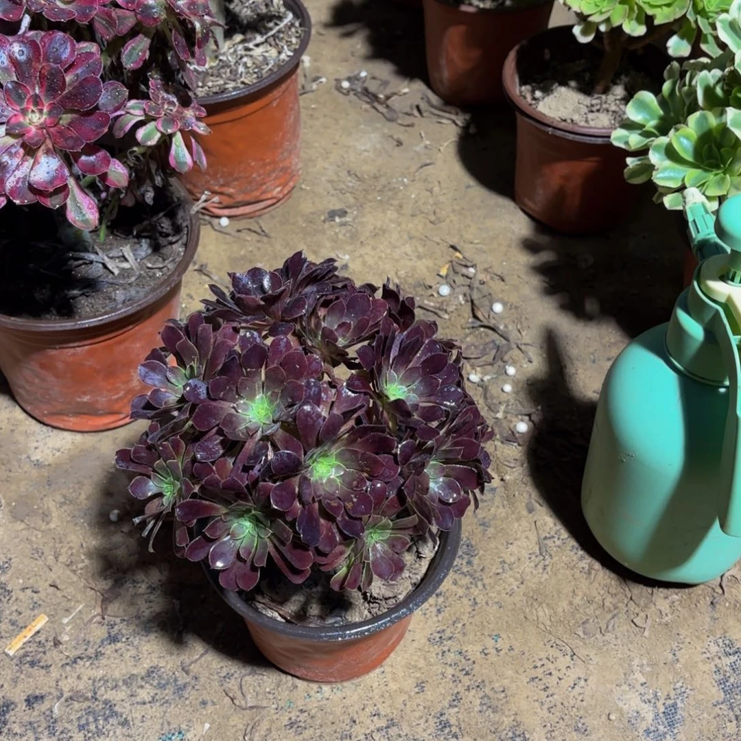 黑铜壶绣球9.9多肉植物