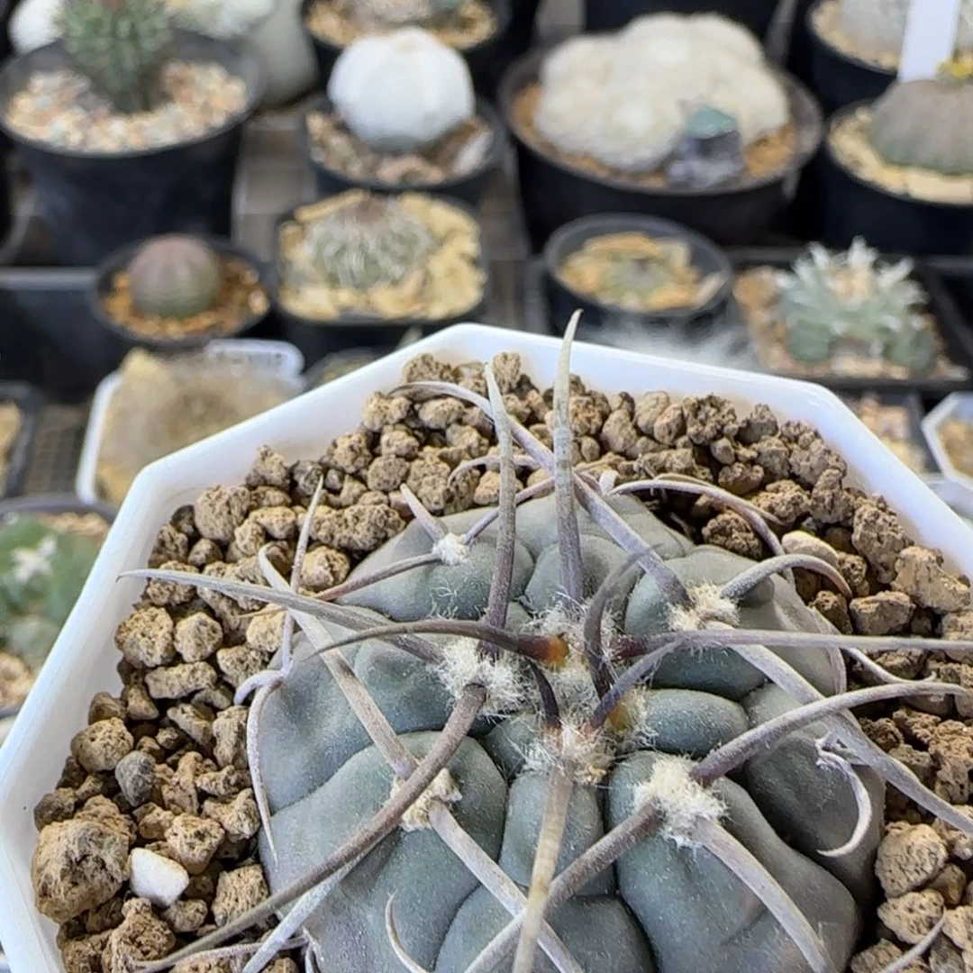 看**星A118实生渡边光琳多肉