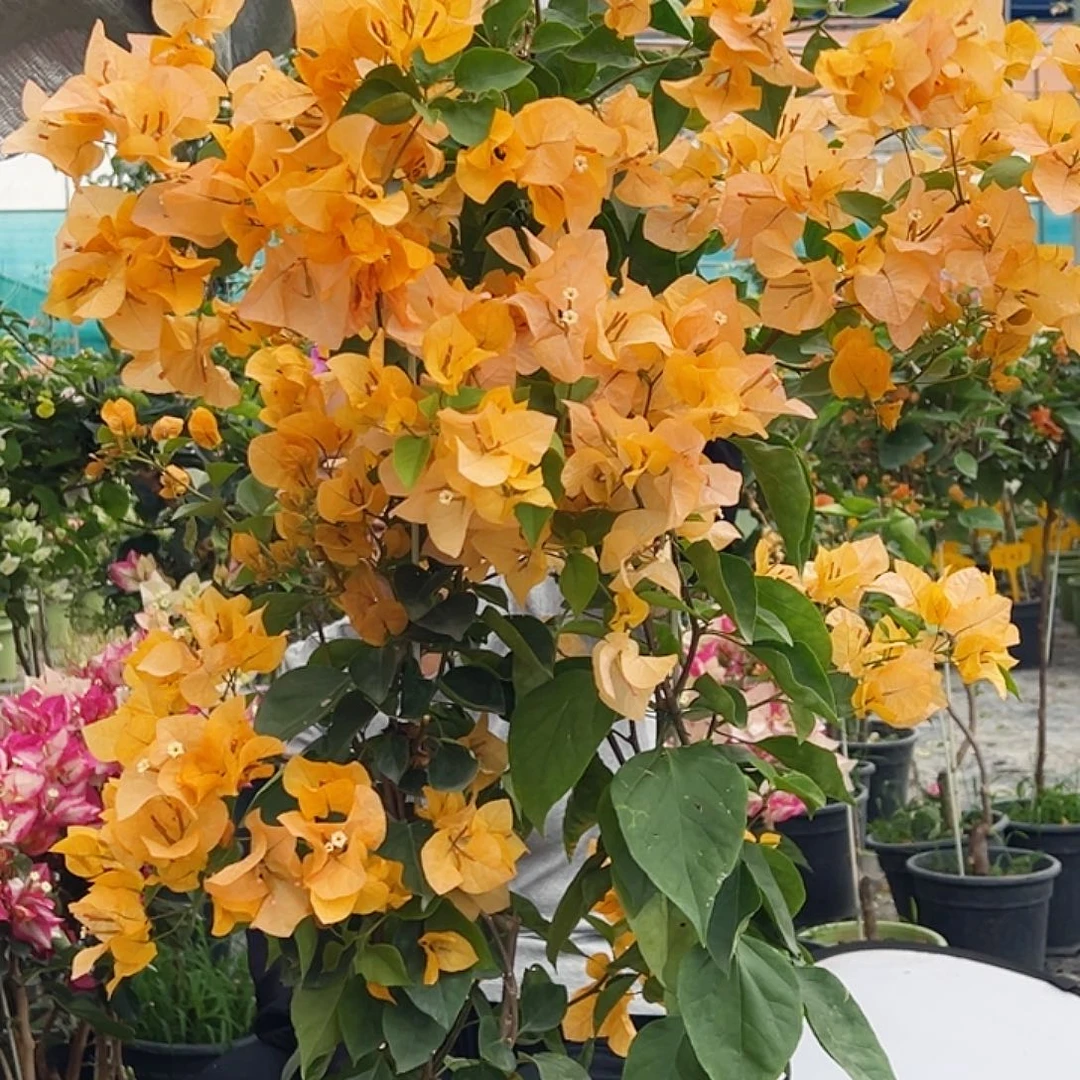 大部分花苞少量开放金探戈带竹一棵