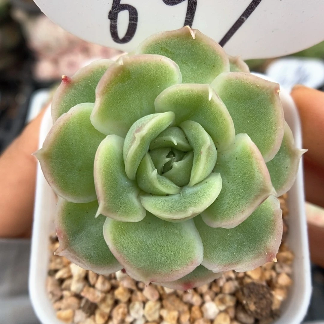 水晶虾饺可拍697号。