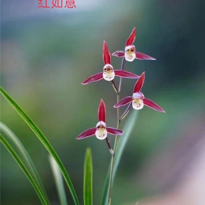 寒兰老种好养易活适合室内种植的花卉植物