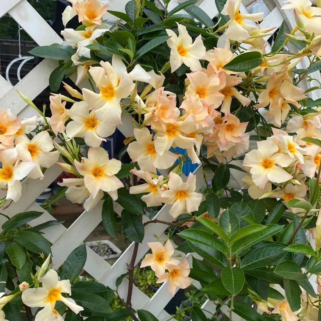 【飘香藤-杏色】绿植盆栽室内四季花卉好养观叶植物