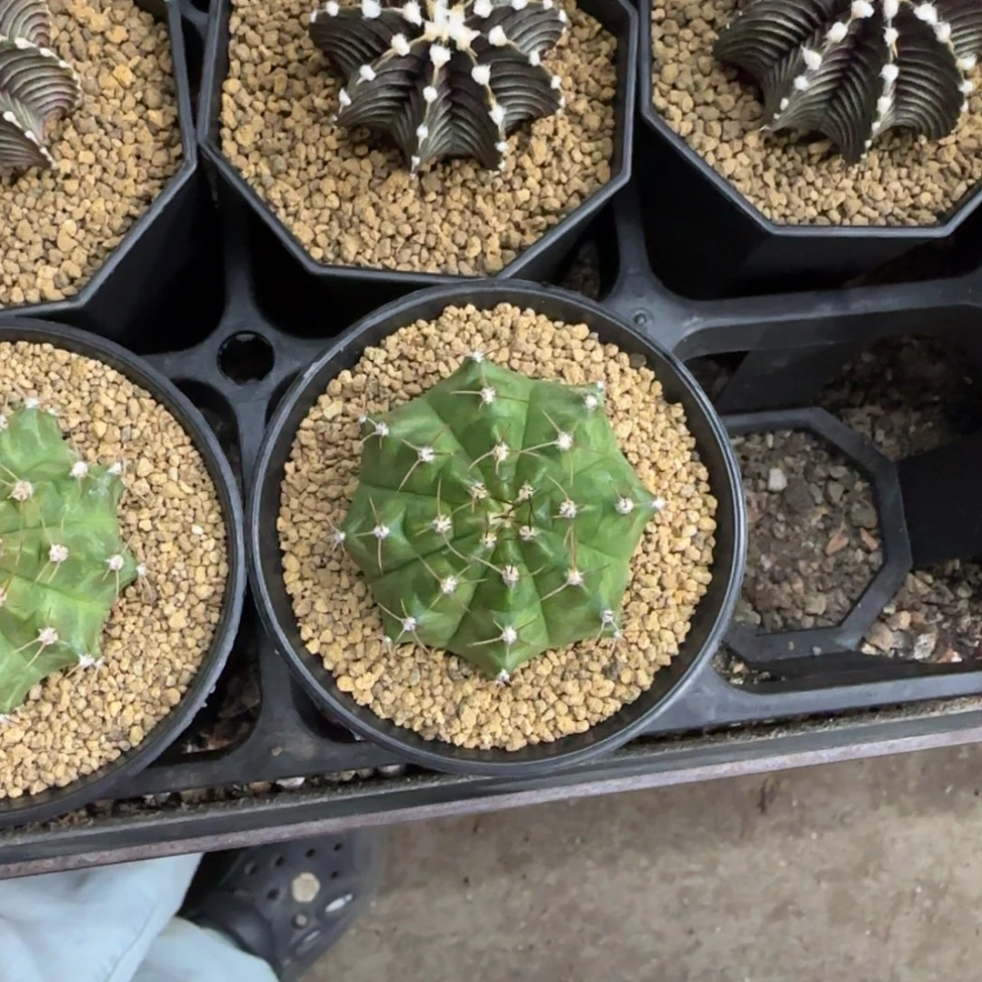 W***_轮回福利价直接拍