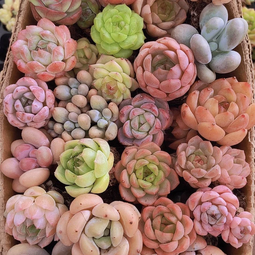 0000000001量拍保底20颗