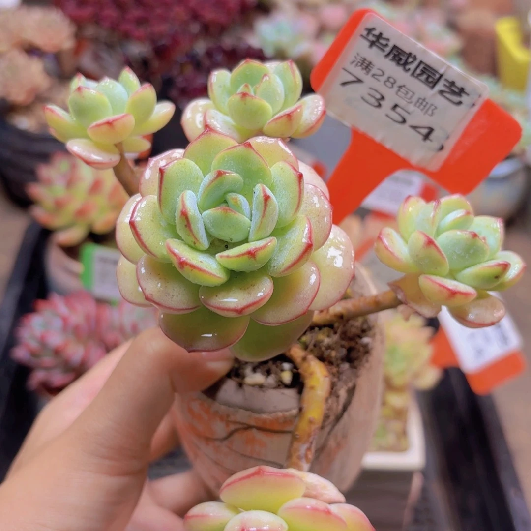 7354（28包邮白恋香草）