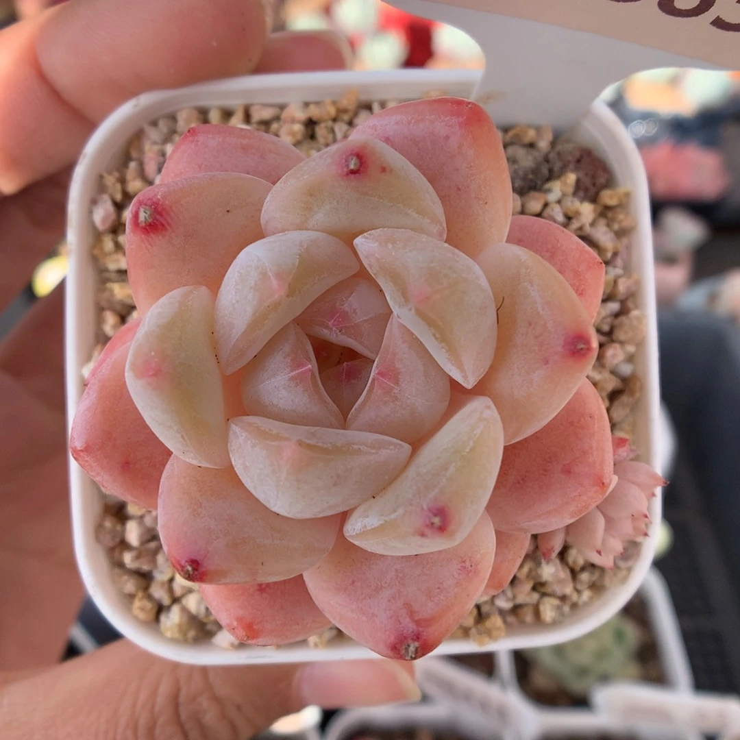 385糖心多肉植物