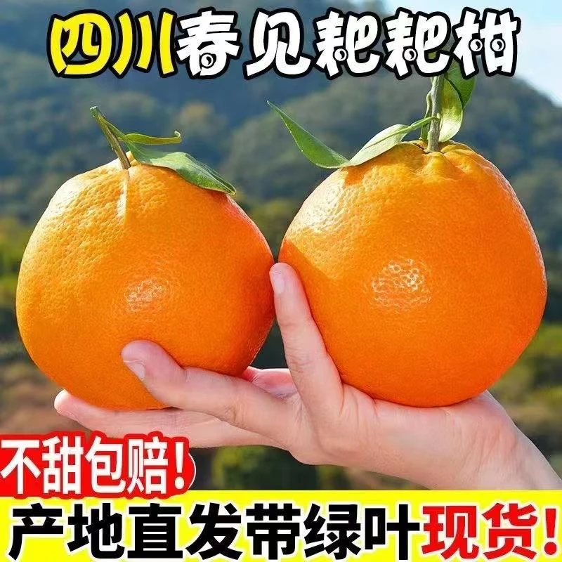 四川春见耙耙柑粑粑柑杷杷柑正宗水果新鲜整箱当季丑桔橘--tz111