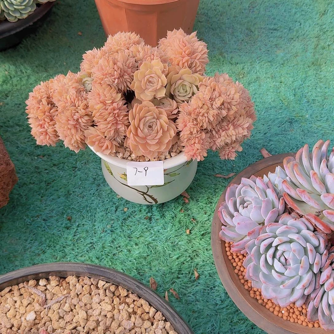 三***祥7-9安斯洛带盆物流