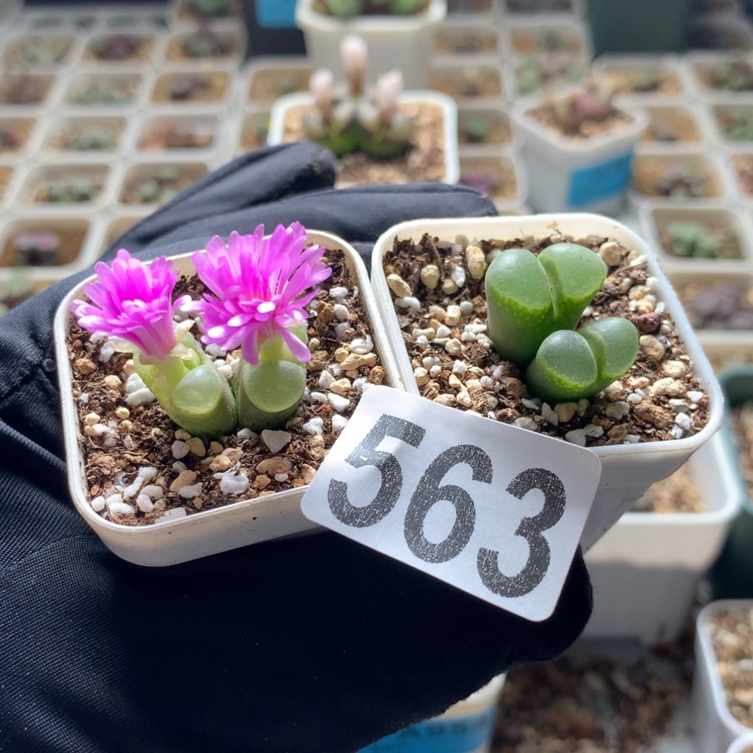 563香蕉风铃母本