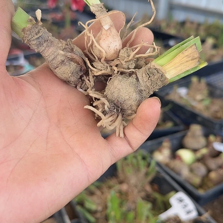 群芳圃朱顶红一棵2+