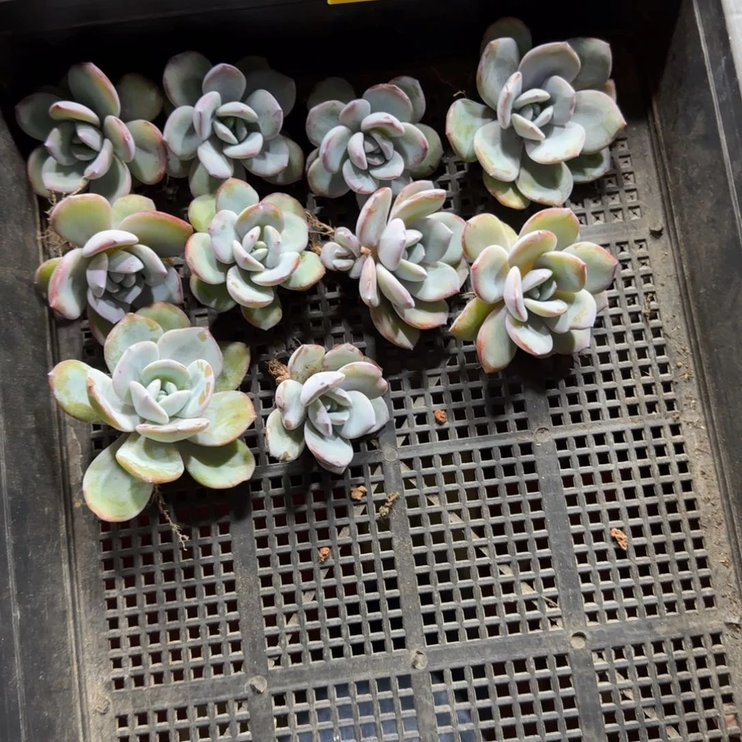 莲***花10颗单头韩版奶茶一物一拍91