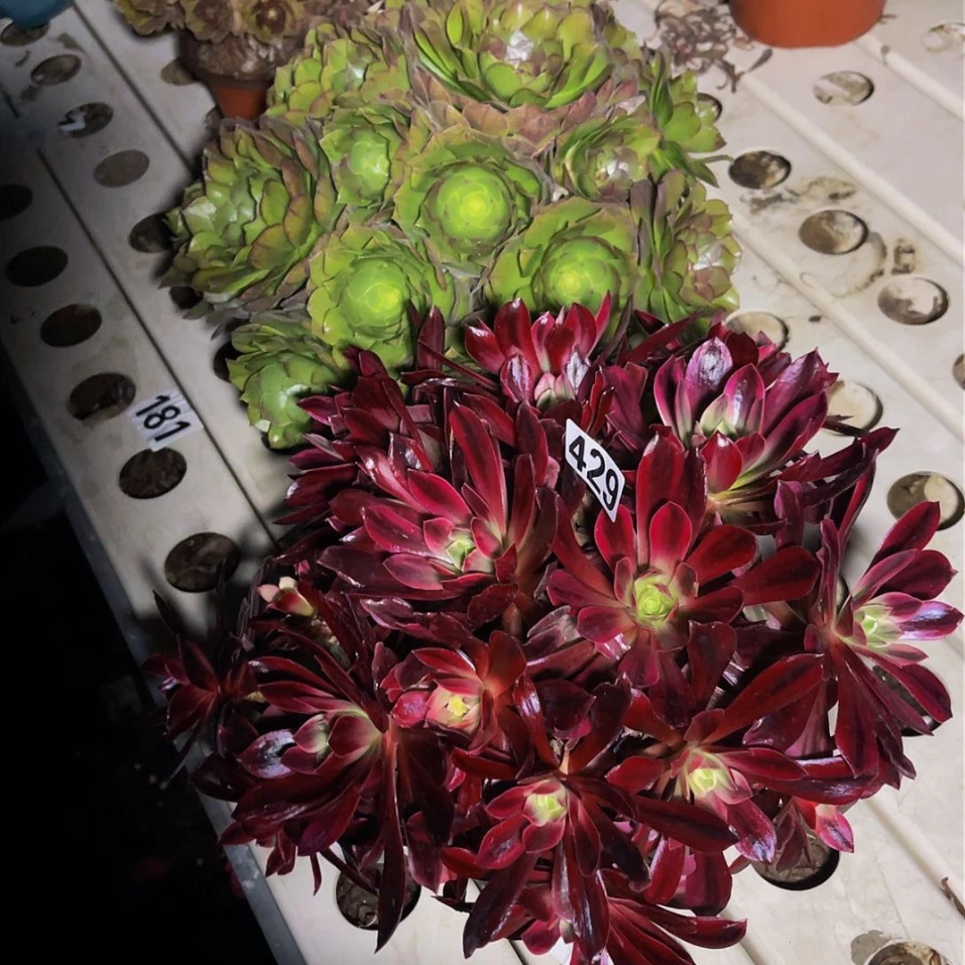 两盆法师3–9包邮法师