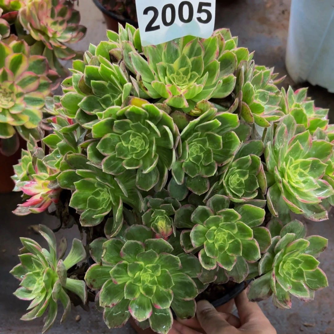 2005多肉植物万花筒