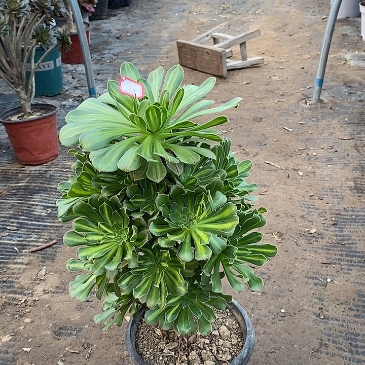 38，碧螺春多肉法师发多肉法师