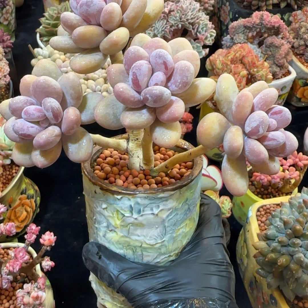 韩版蛋黄奶一颗一颗一颗