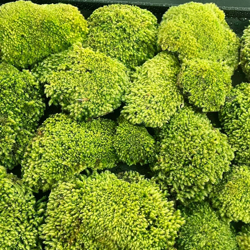 (白发苔藓)人工培育庭院青苔草皮假山生态造景苔藓微景观鲜活苔藓
