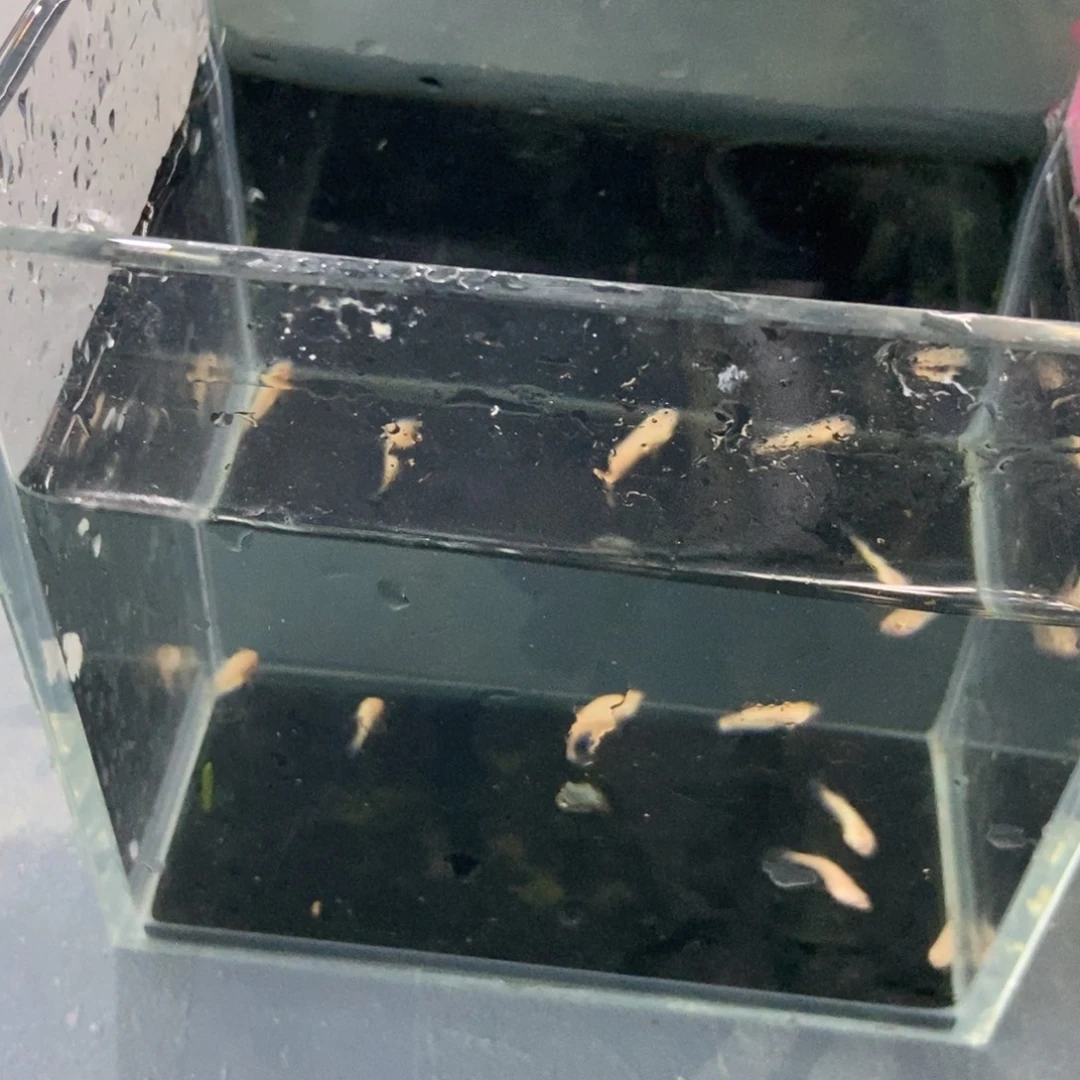 斗鱼包活不包损所见即所得014