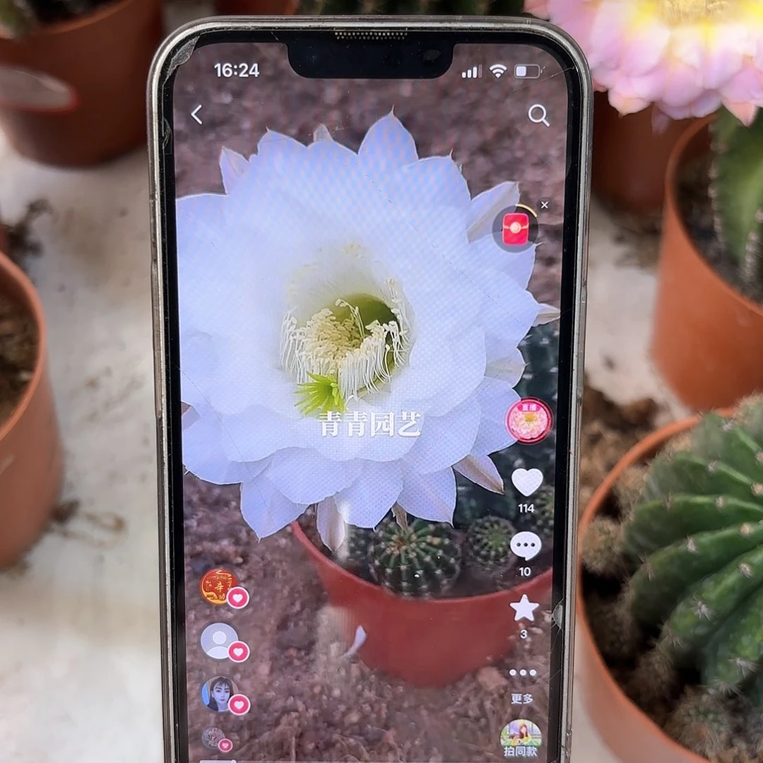 彩草白花6-7公分左右