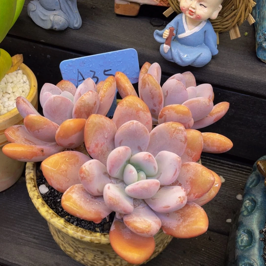 粉兔多肉植物盆栽多肉