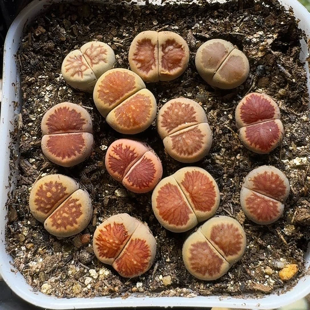 生石花1111。  1公分。  196