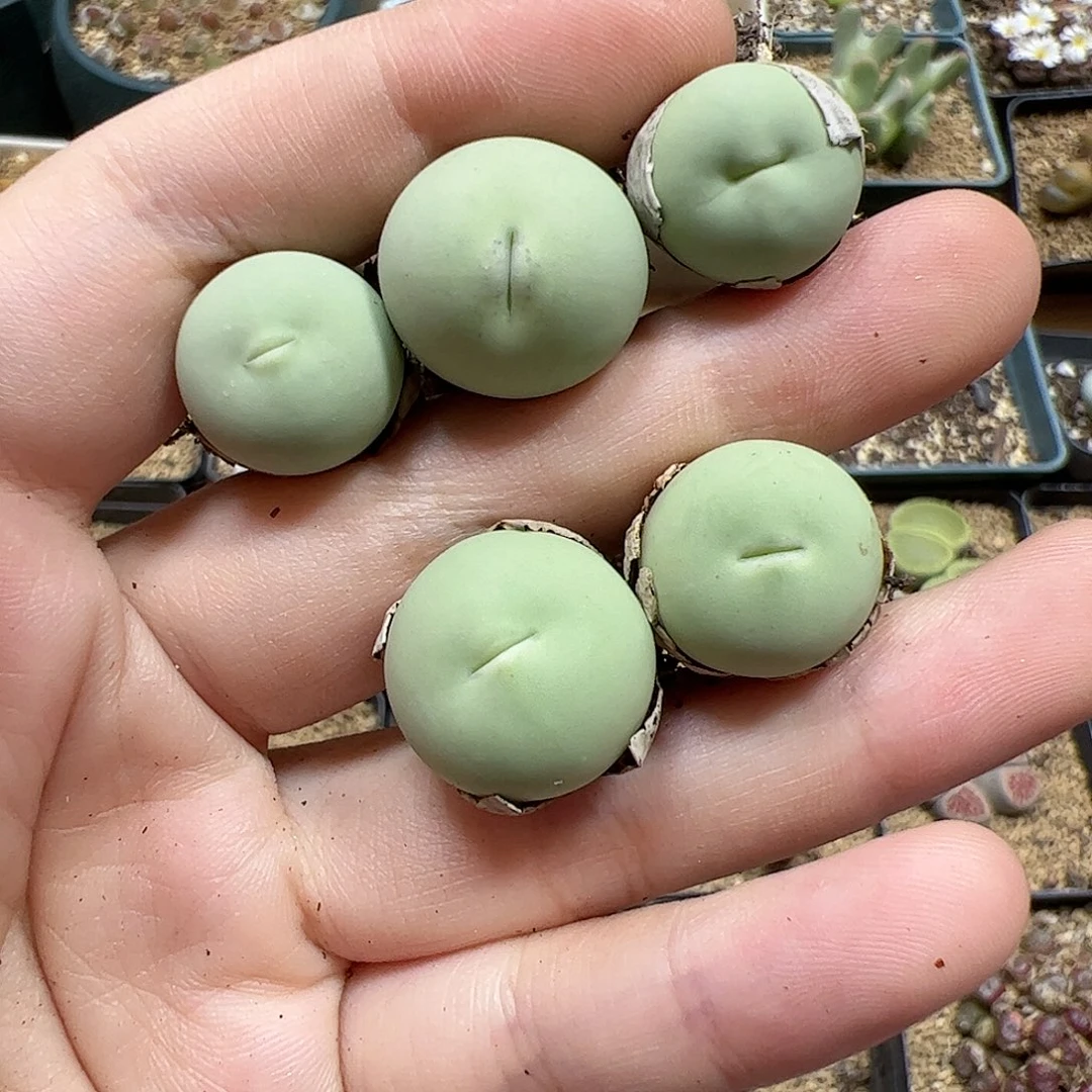 【闪购商品】303 鸽子蛋x5