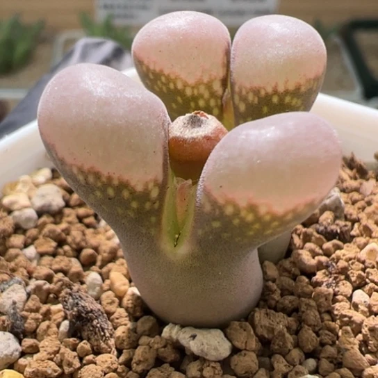 大小窗肯哈德一颗705。