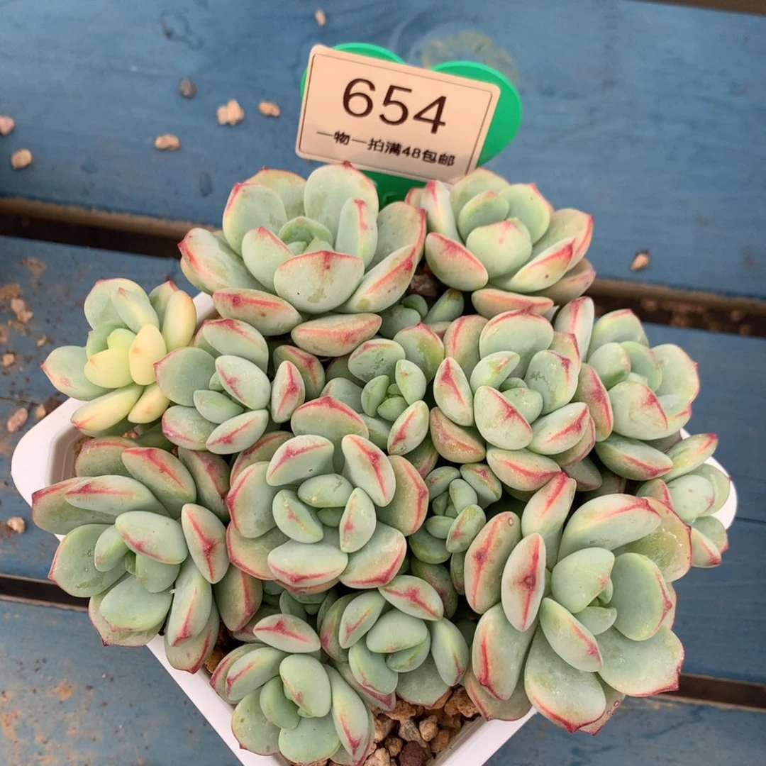 香草锦无砍平头654