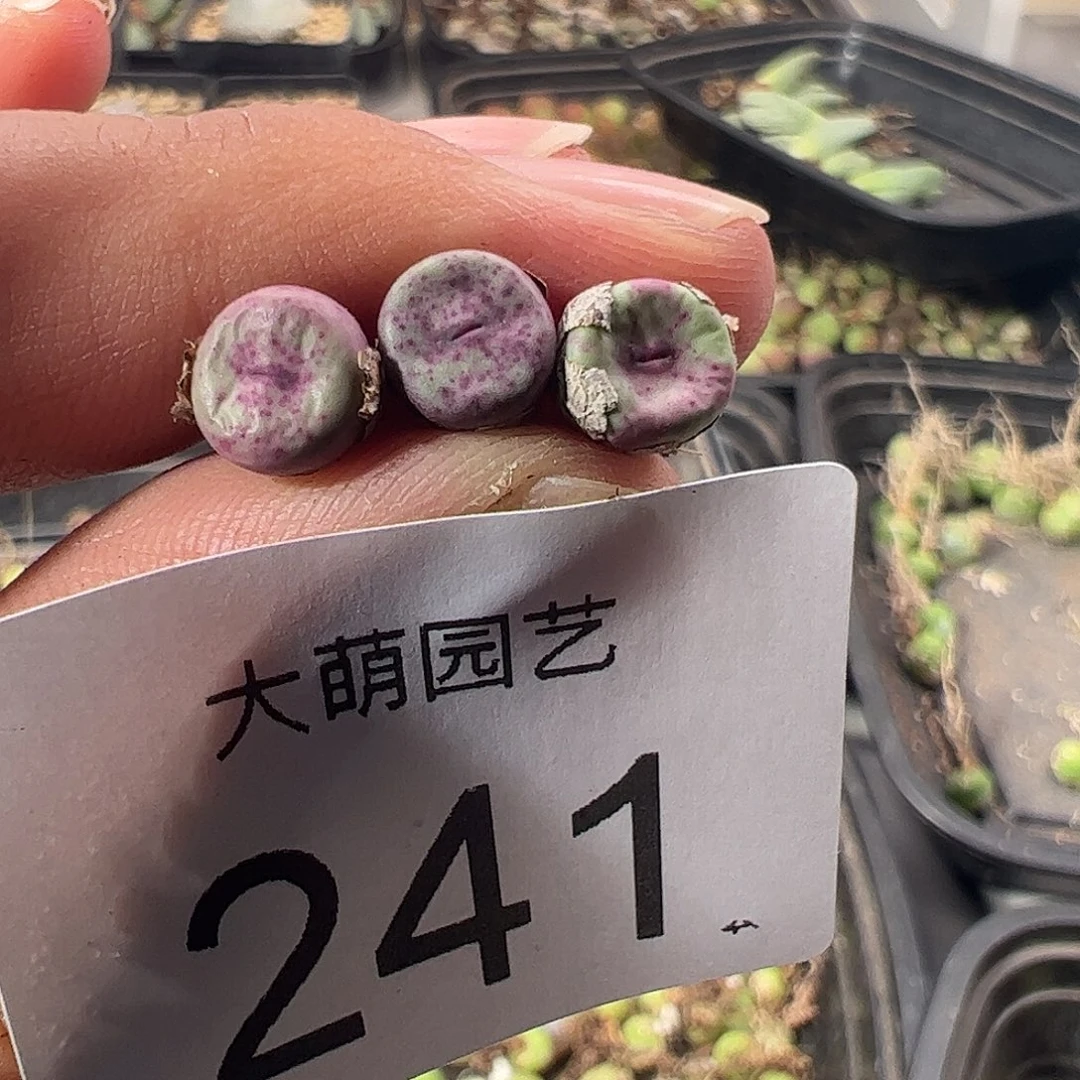 一物一拍。     紫红嘴。  241