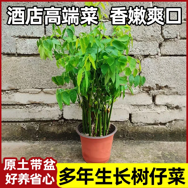 树仔菜菜苗海南野菜潮汕树菜天香绿室内绿植盆栽盆景阳台种菜四季