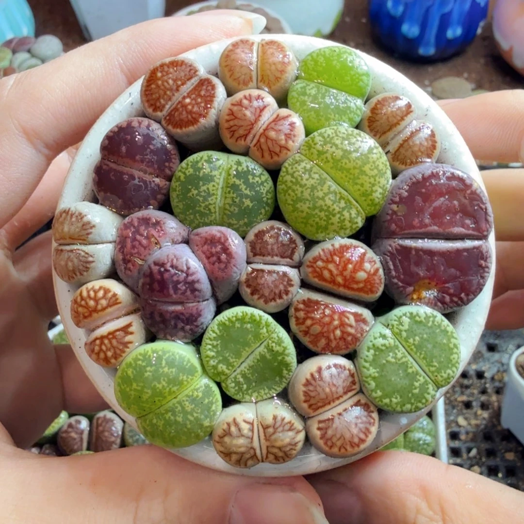 多肉植物的生长发育和生长825