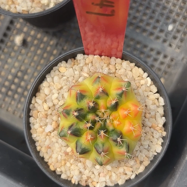 547-0609泰国发货