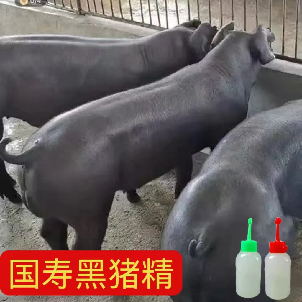 纯种太湖国寿黑长白大白杜洛克黑杜猪精发情母猪专用养殖一件包邮