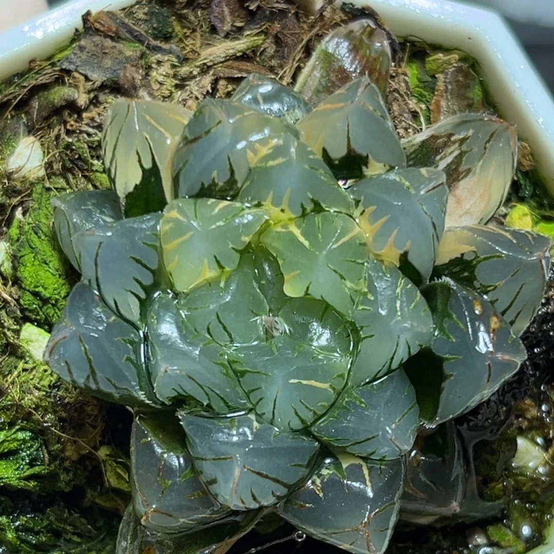 恭喜发财大吉大利554夜之舞