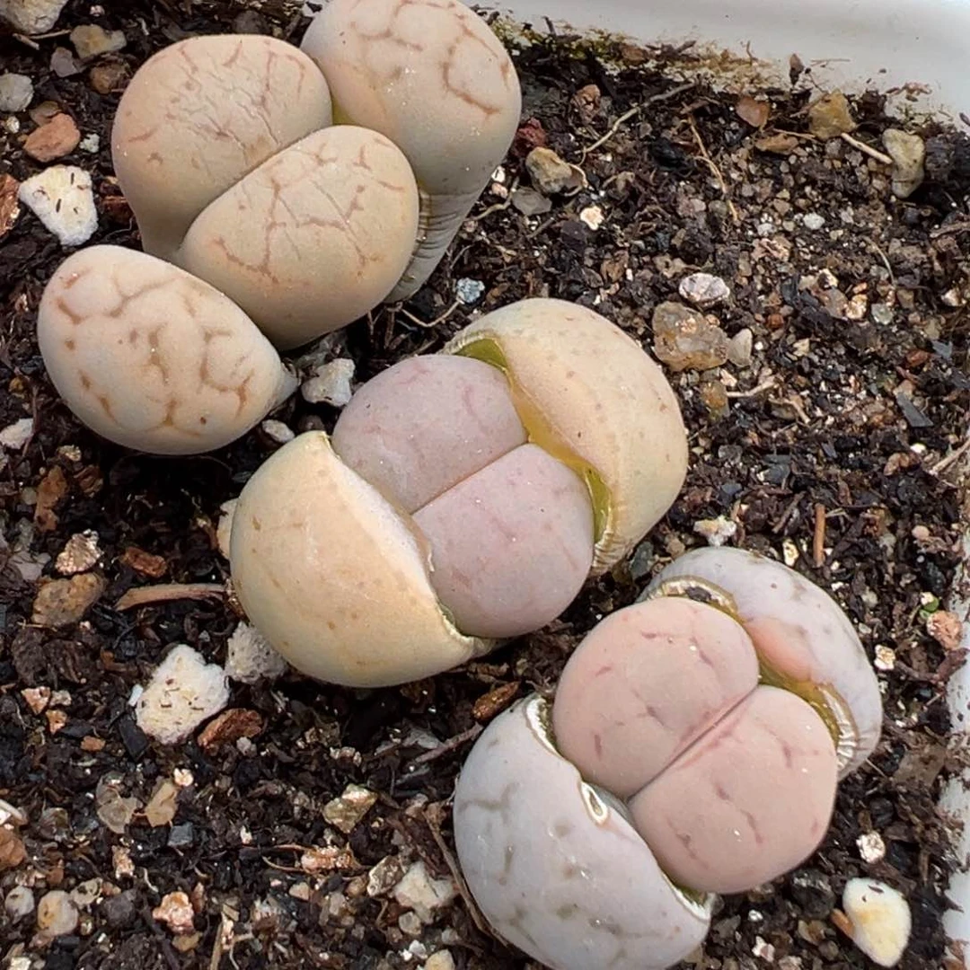 2.20好看的多肉578