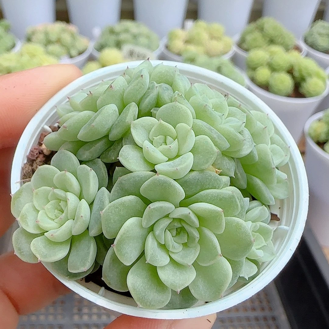 【闪购商品】0928-65优选麦杆