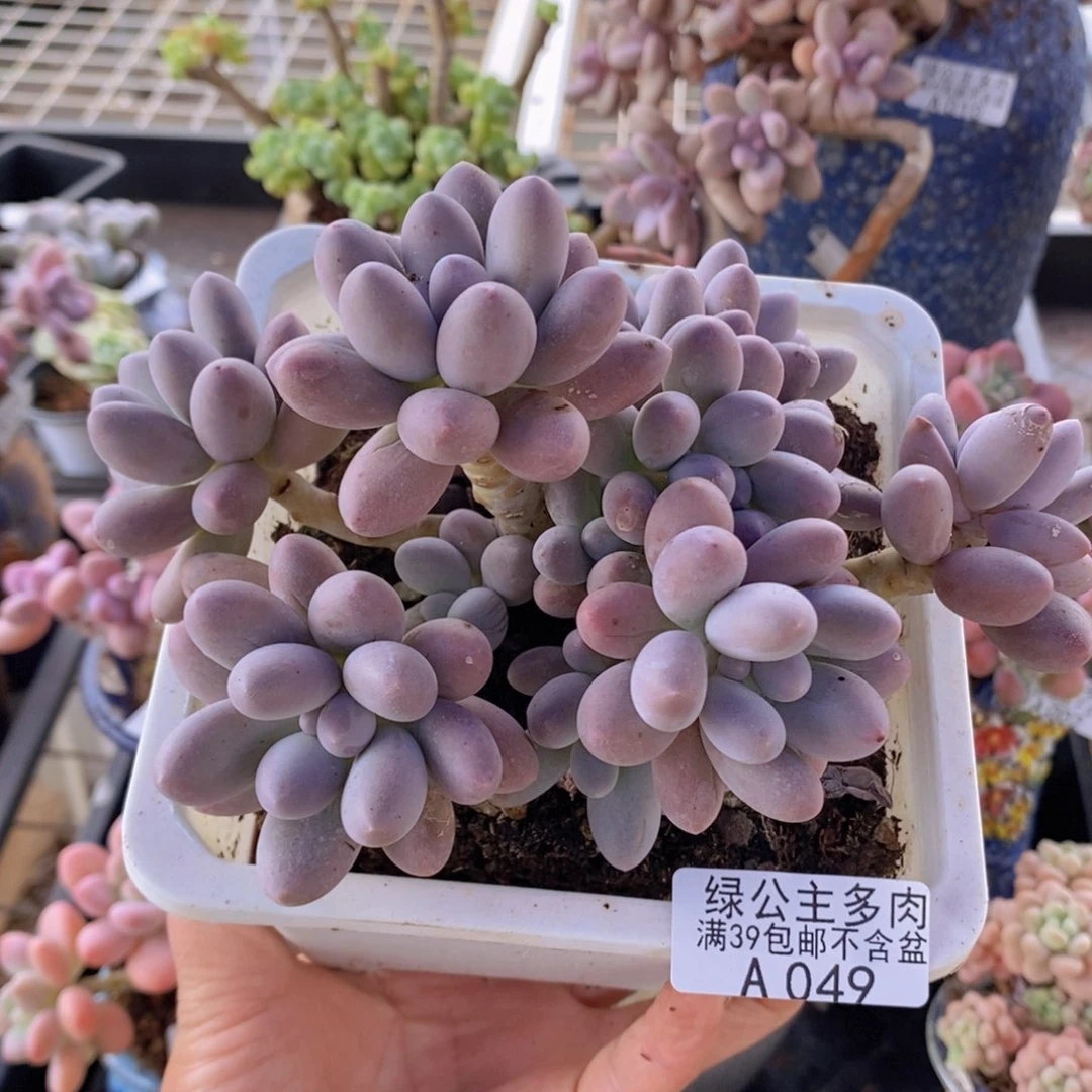 汤圆老桩14cm049多肉植物