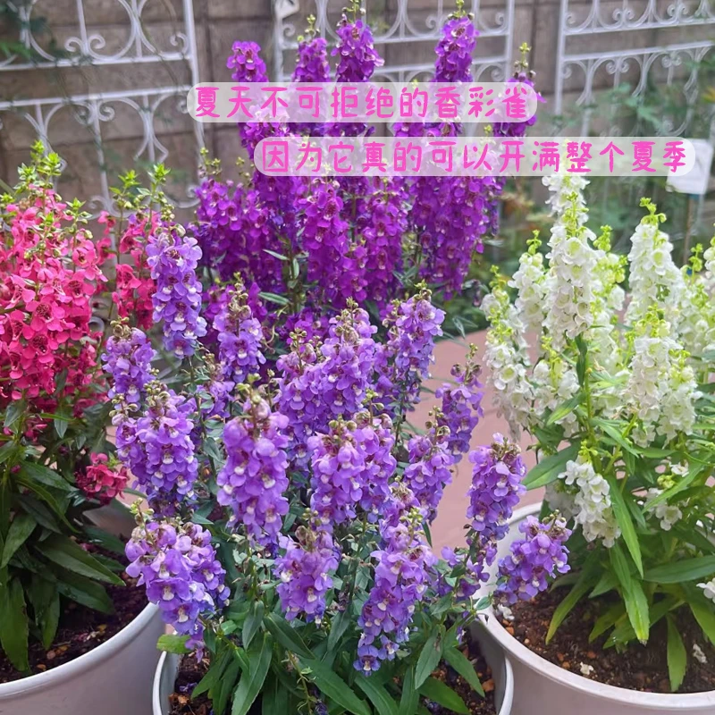 箐禾【香彩雀】夏季爆花盆栽花卉室外阳台庭院盆栽基地直发