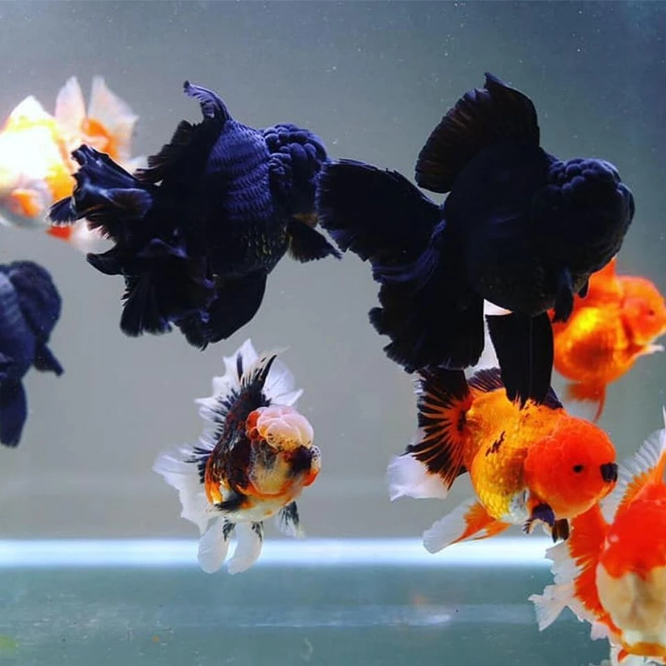 精品泰狮包邮泰狮兰寿金鱼观赏鱼活鱼鲜活批发