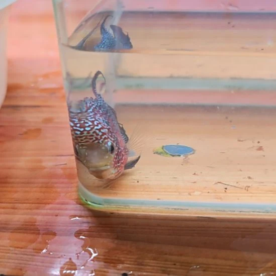 海水鱼4楼鱼！！！！！！！！
