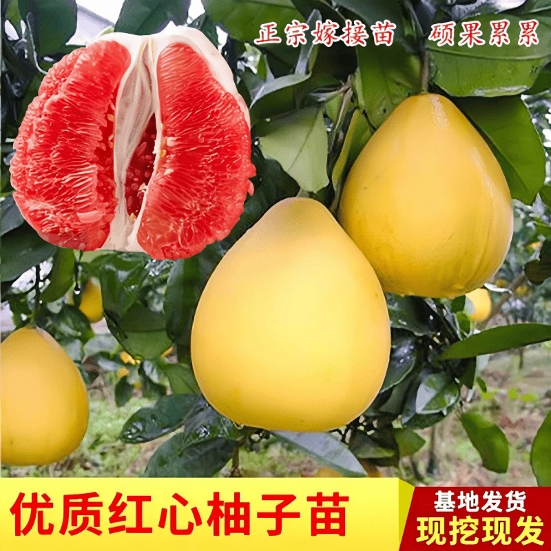 【红心蜜柚苗】正宗嫁接柚子苗南北方种植盆栽地栽阳台庭院种果树苗