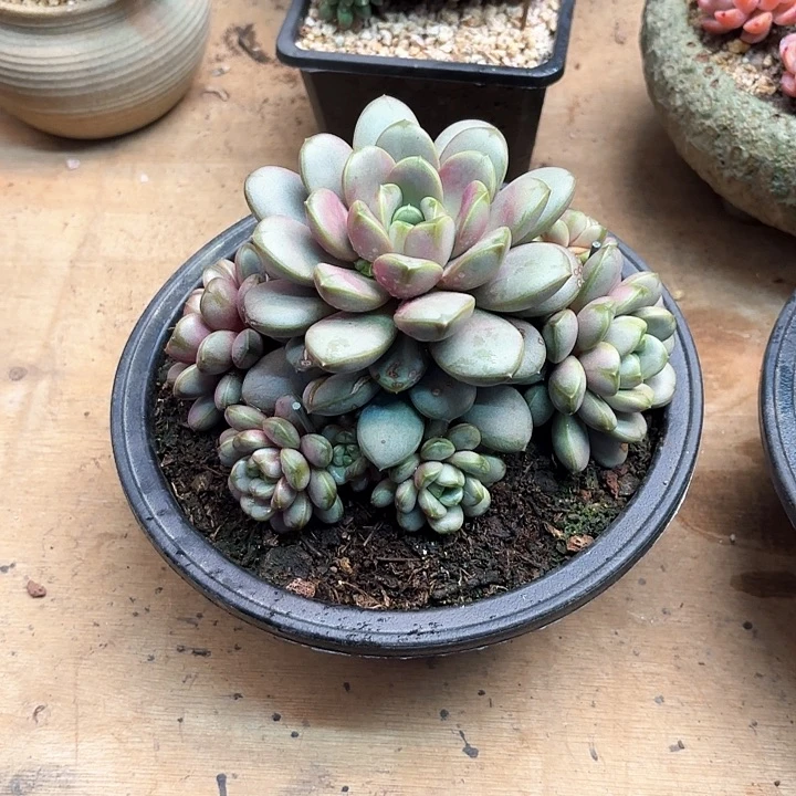 多肉植物，葡萄一颗