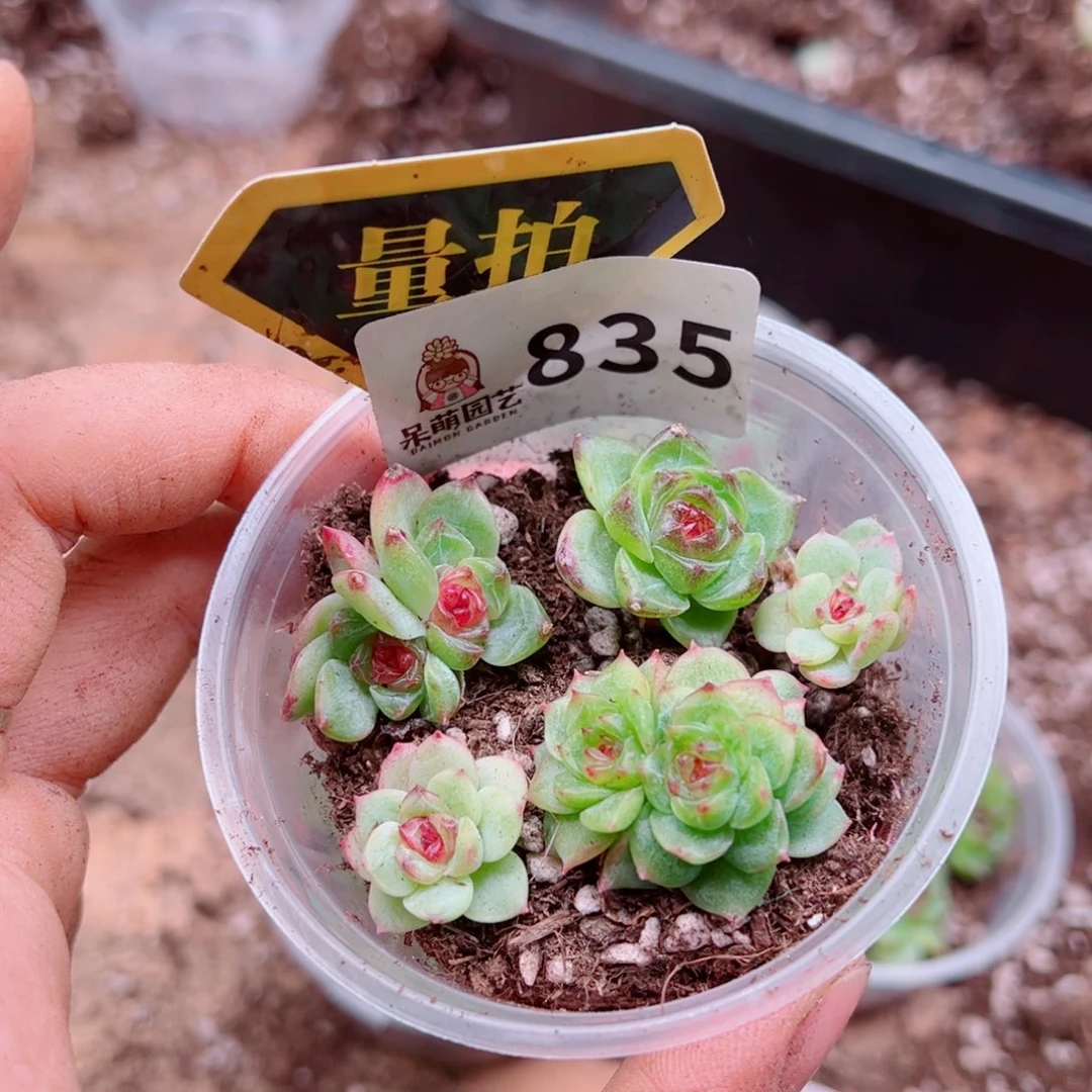 多肉植物多肉植物