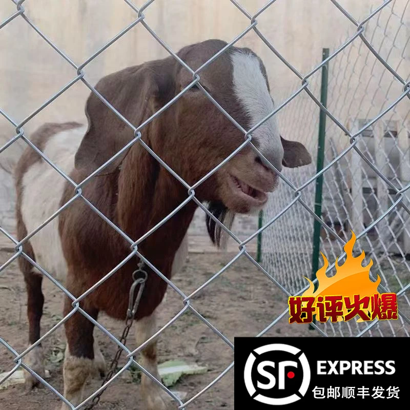 热镀锌铁丝网勾花网养殖围护栏网狗鸡羊养鹿网山地果园隔离防护网