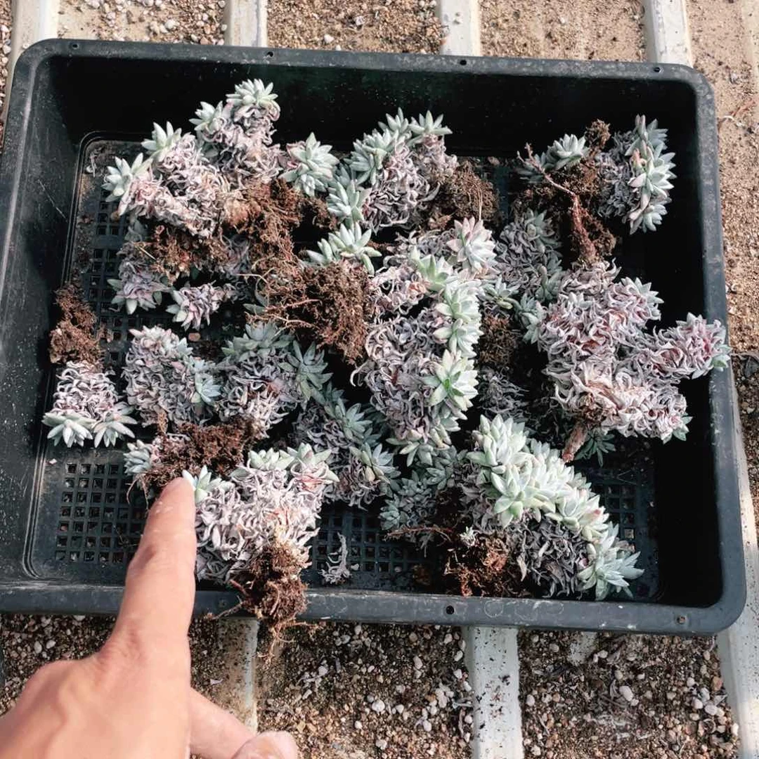 @*二白菊一筐一物一拍